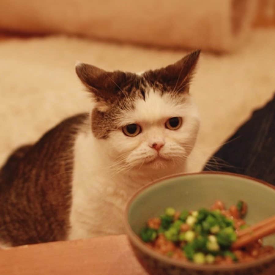 OKAさんのインスタグラム写真 - (OKAInstagram)「納豆の香り☠️  #mako_memorial #まこという名の不思議顔の猫」11月2日 19時42分 - ytrpics