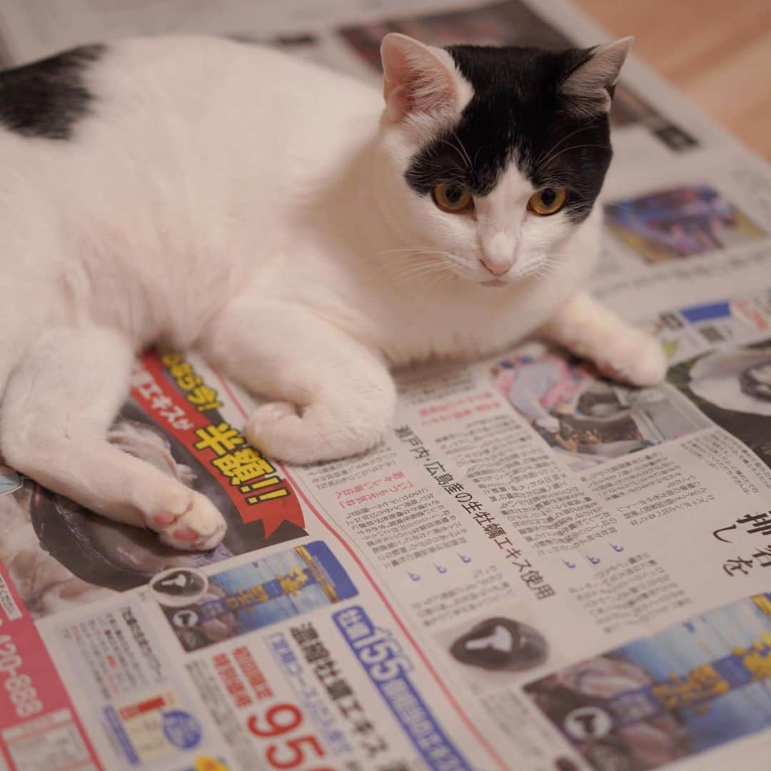 KAZUYAのインスタグラム：「今日のにゃんこ64。 新聞広げると上に乗ってきます。 新聞を読むなってことかな？ #猫 #猫のいる暮らし #cat」