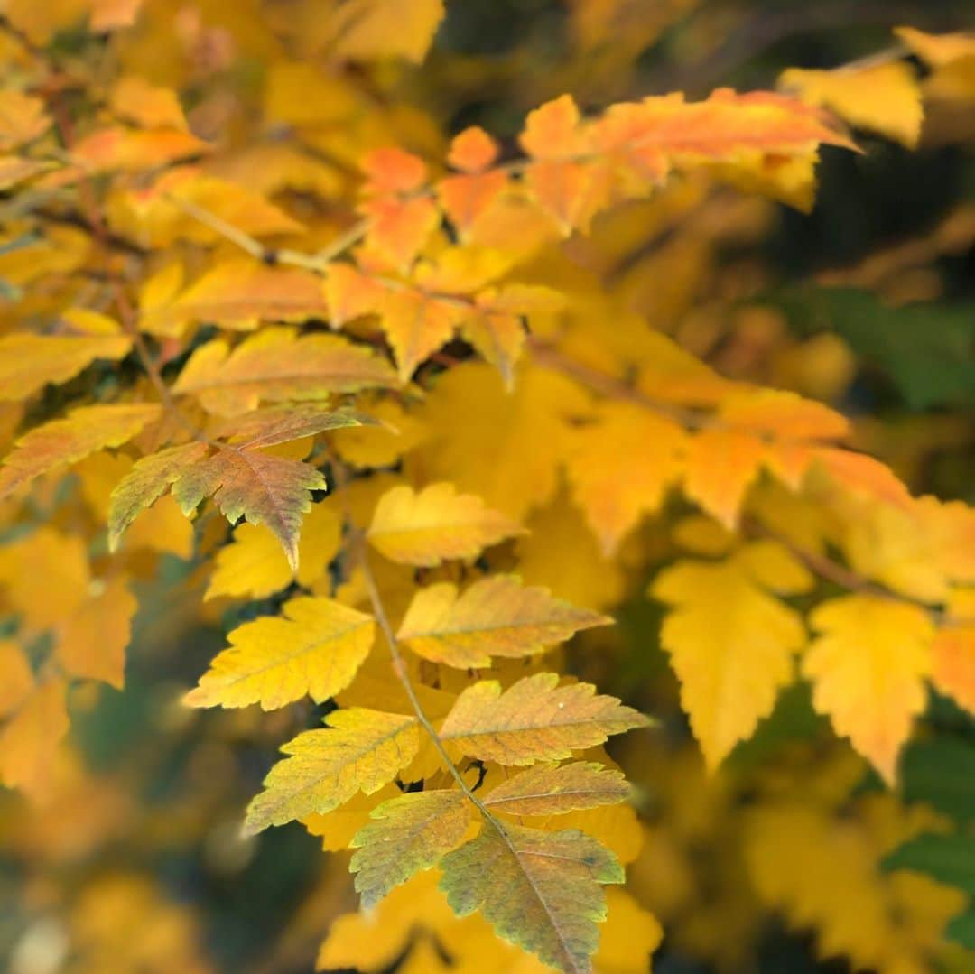 パク・チニさんのインスタグラム写真 - (パク・チニInstagram)「#autumn」11月2日 19時52分 - eco_jini