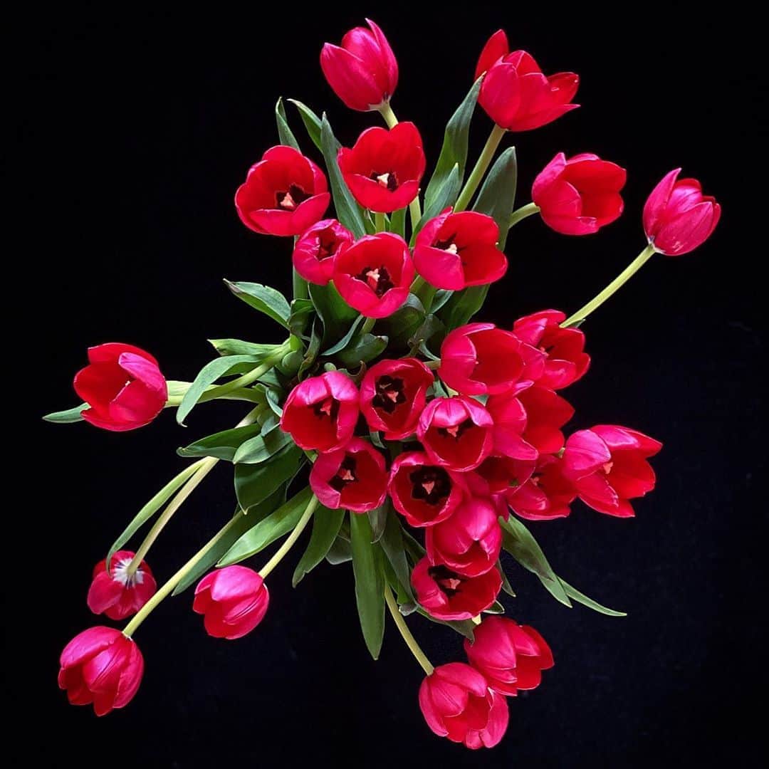 クリスヴァンアッシュのインスタグラム：「#QUARANTINEFLOWERS /  I HAVE A THING WITH TULIPS  #tulips #flowers #krisvanassche」