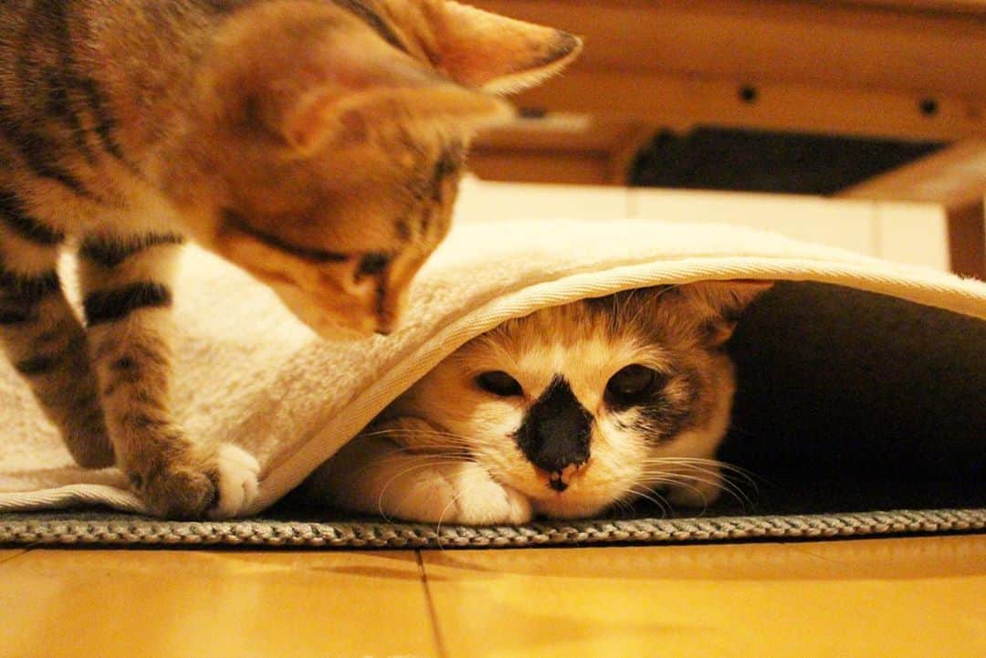 maimocotoさんのインスタグラム写真 - (maimocotoInstagram)「ホカペを出したら、新しい遊び場に大はしゃぎのちびっ子たち❤︎ ちーちゃんが最初にホカペと絨毯の間にはさまって遊んでいて、それをみて #ハナコとチハヤ も真似っ子😂猫は学習できるよー✏️ ＊ ＊ 『ちー、ずっとここにはさまっていたいの！』 ＊ ＊ #ちーちゃんがお手本で大丈夫かな #2人は週末里親さまのお家に旅立ちます🚙 #おてんばに育ってます❤︎」11月2日 20時15分 - maihimemoco