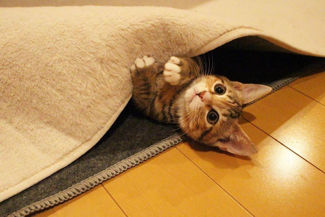 maimocotoさんのインスタグラム写真 - (maimocotoInstagram)「ホカペを出したら、新しい遊び場に大はしゃぎのちびっ子たち❤︎ ちーちゃんが最初にホカペと絨毯の間にはさまって遊んでいて、それをみて #ハナコとチハヤ も真似っ子😂猫は学習できるよー✏️ ＊ ＊ 『ちー、ずっとここにはさまっていたいの！』 ＊ ＊ #ちーちゃんがお手本で大丈夫かな #2人は週末里親さまのお家に旅立ちます🚙 #おてんばに育ってます❤︎」11月2日 20時15分 - maihimemoco