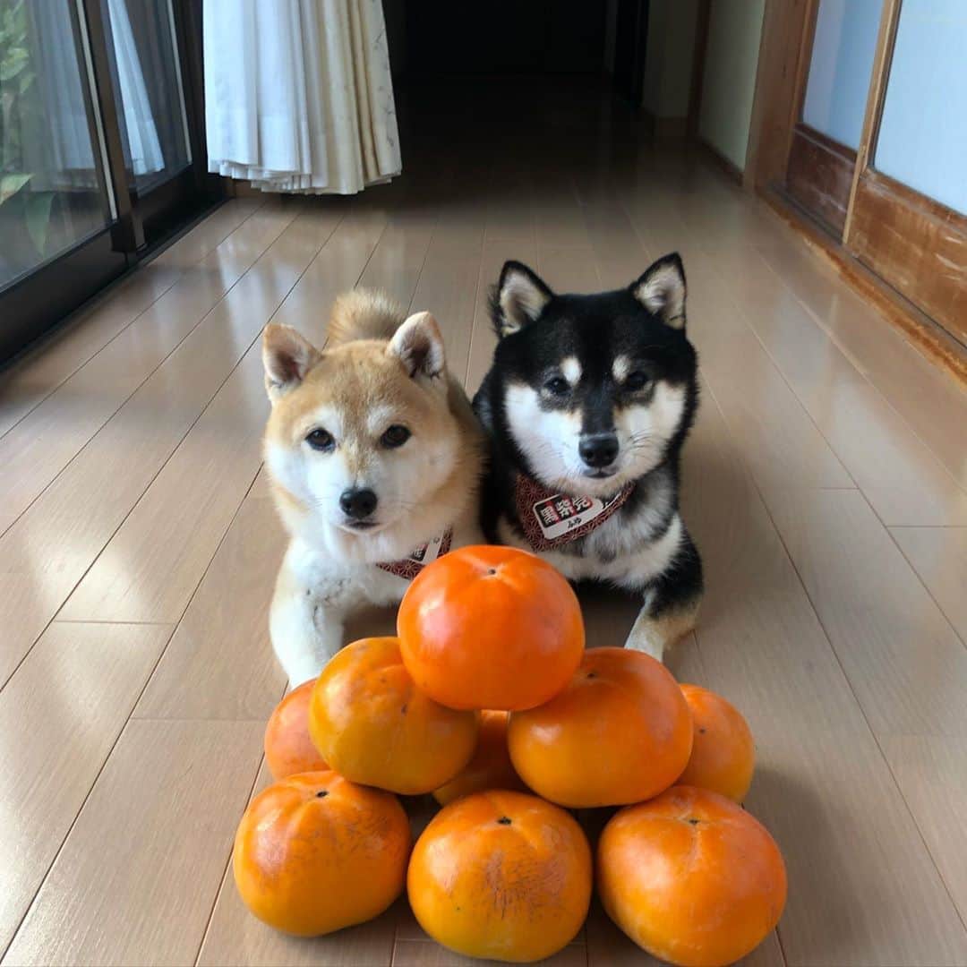 豆柴なつ&ふゆさんのインスタグラム写真 - (豆柴なつ&ふゆInstagram)「We got a Japanese persimmon😆💕 柿もらった😆💕  #ありがとう  #柿　#persimmon #美味しい #甘い #dogsofinstagram  #柴犬#shiba #shibainu #shibastagram #shibamania #sweet#豆柴#癒し #仲良し #pecoいぬ部#doglove #dogstagram #dogoftheday #かわいい#instashiba #🐕📷 #ふわもこ部#love#犬#シバフル#instacute #柴#proudshibas #cutepets」11月2日 20時23分 - mameshiba.natsuinu56
