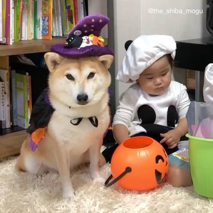 Moguのインスタグラム：「. 三者三様なの。 #ジャイアン子分リサイタルシリーズ #ハロウィン版 #カメラ目線を外さない柴犬 . @the_shiba_mogu  #柴犬 #shibainu #shiba#赤柴 #redshiba#犬 #dog#しばいぬ#nannydog#犬と子供#子供と犬#柴犬と子供#柴#赤ちゃんと犬#犬と赤ちゃん#柴犬と赤ちゃん#赤ちゃんと柴犬#柴犬のいる暮らし#子守犬」