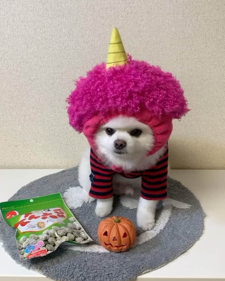 ニコちゃんのインスタグラム：「今年は鬼滅コスでHAPPY HALLOWEENやっほいでござったよ〜🎃🐶👺✨ #ハロウィン #HAPPYHALLOWEEN #鬼滅コス #鬼滅の刃コス #鬼滅の刃 #鬼滅コラボ #鬼舞辻無惨の実家のポメラニアン #鬼舞辻無惨 #全集中のあくび #豆はでん六 #でん六豆 #ちんちんぴ #ポメリズム #ポメラニアン #白ポメ #pomeranian」