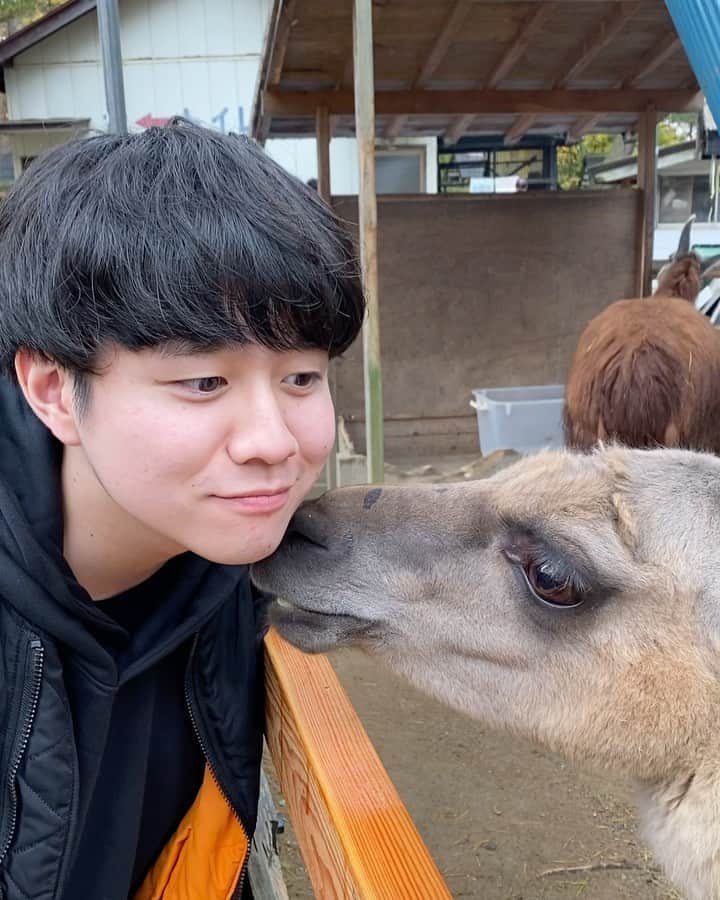 hiraのインスタグラム：「髪の毛食べられた.mov 🐴」