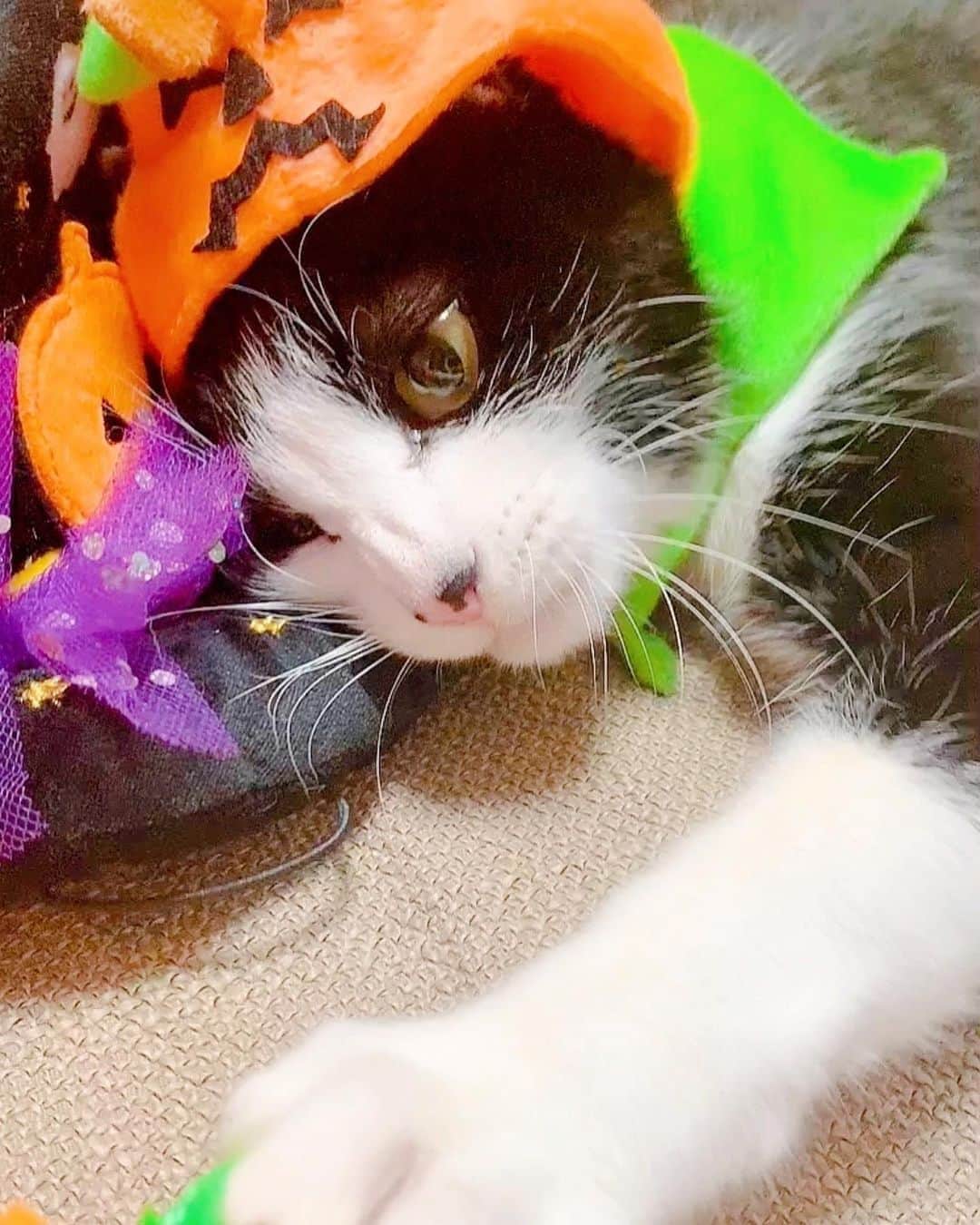 みはとさんのインスタグラム写真 - (みはとInstagram)「これも可愛いから載せちゃう❤️ • • • #nyanstagram  #halloween  #にゃんこ #今年はすんなり受け入れてくれた #嫌な時は全力拒否 #かわいいなぁ #新居もだいぶ慣れてくれたみたいです #お引越し」11月2日 21時29分 - m2.13.0