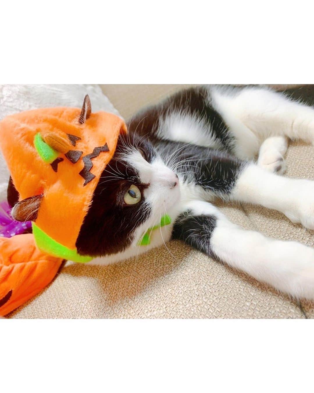 みはとさんのインスタグラム写真 - (みはとInstagram)「これも可愛いから載せちゃう❤️ • • • #nyanstagram  #halloween  #にゃんこ #今年はすんなり受け入れてくれた #嫌な時は全力拒否 #かわいいなぁ #新居もだいぶ慣れてくれたみたいです #お引越し」11月2日 21時29分 - m2.13.0