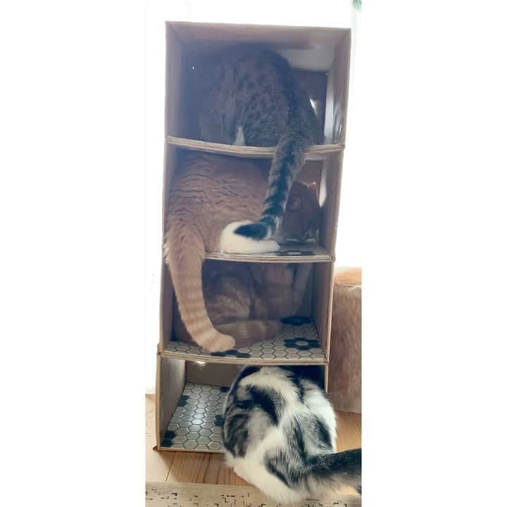 のインスタグラム：「母がコツコツと作っていたまたたびマンション🏡よもちゃんちゃんと順番待ちしててかわいすぎるー😂♡」