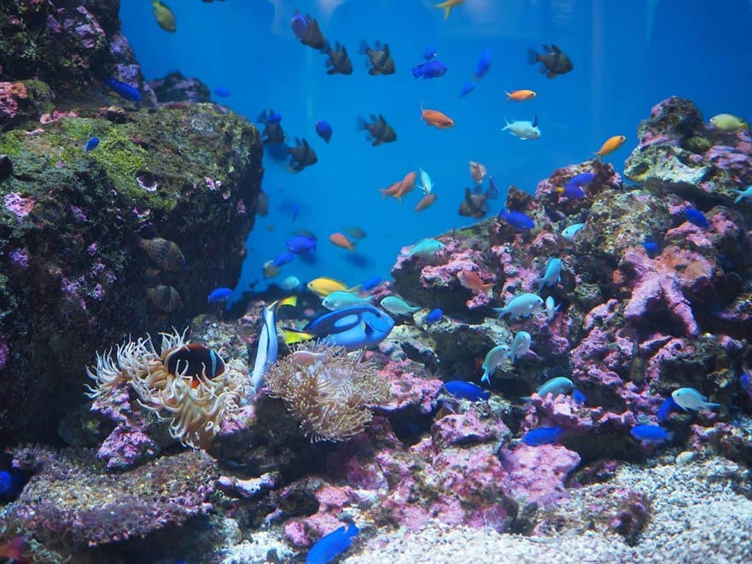 今井安紀さんのインスタグラム写真 - (今井安紀Instagram)「Last week I went to Sendai. First, I went to visit my grand parents’ grave. Then I went to Sendai Umino-Mori Aquarium. In the water tank that was reproduced the environment of Great Barrier Reef was gorgeous. There were some Paracanthurus. (No.1-2) I watched the dolphin show. (No.3) There were some squirrels. So cute!! (No.4) This aquarium has a Narrow-ridged finless porpoise. It was protected in Sendai Bay. It was so charming. (No.5) There were lots of penguins. they were Humboldt penguins. (No.6) Posing Southern rockhopper penguin. (No7) Nemo~~~~~~~♡ (No.8) Yellow stingray was like smiling.(No.9) A fluffy cushion??? NO!!! It is Cape Clawless Otter!! (No.10)  先週仙台にお墓参り兼ねて行ってきました。 お墓参りが終わって向かったのは仙台うみの杜水族館。 グレートバリアリーフを再現した水槽は熱帯魚がたくさんで華やか。ドリーことナンヨウハギも。(No.1-2) イルカショー。鳥が飛んだりもしてた。(No.3) リスもいた。可愛い。コロナがなければ触れ合えていたらしい。残念。(No.4) イルカの仲間であるスナメリ。仙台湾にも生息しているのだそう。この子は東松島沖で保護されたんだって。写真映えはしないが動いてる姿がめっちゃ可愛い。入ってすぐの大水槽にいる。(No.5) フンボルトペンギン。他にフェアリーペンギンとか、オウサマペンギンの雛とかいた。ガラス越しで反射で綺麗に撮れずだが、雛モッフモフだったぞ。(No.6) ポーズを決めるイワトビペンギン。他にもカメラに寄ってくる子が何羽か。(No.7) 定番のクマノミ。(No.8) 笑ってるみたいで可愛いアカエイ。スナメリと同じ水槽にいる。(No.9) 謎のモフモフは、やる気のないツメナシカワウソ。カワウソもいろんな種類がいるんだな。(No.10)  Camera : Olympus PEN E-PL9  #olympuspenepl9 #noedit #nofilter #photolover #latergram #trip #travel #sendai #aquarium #dolphins #squirrel #finlessporpoise  #オリンパスPEN #加工なし #撮って出し #写真好きな人と繋がりたい #時差スタグラム #旅 #旅行 #仙台 #うみの杜水族館 #仙台うみの杜水族館 #ナンヨウハギ #イルカショー #リス #スナメリ #ペンギン #カクレクマノミ #アカエイ #ツメナシカワウソ」11月2日 21時59分 - i_am_akinyan0826
