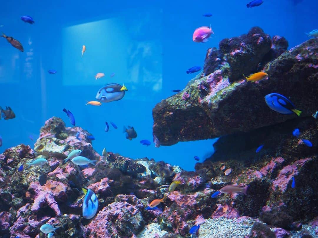 今井安紀さんのインスタグラム写真 - (今井安紀Instagram)「Last week I went to Sendai. First, I went to visit my grand parents’ grave. Then I went to Sendai Umino-Mori Aquarium. In the water tank that was reproduced the environment of Great Barrier Reef was gorgeous. There were some Paracanthurus. (No.1-2) I watched the dolphin show. (No.3) There were some squirrels. So cute!! (No.4) This aquarium has a Narrow-ridged finless porpoise. It was protected in Sendai Bay. It was so charming. (No.5) There were lots of penguins. they were Humboldt penguins. (No.6) Posing Southern rockhopper penguin. (No7) Nemo~~~~~~~♡ (No.8) Yellow stingray was like smiling.(No.9) A fluffy cushion??? NO!!! It is Cape Clawless Otter!! (No.10)  先週仙台にお墓参り兼ねて行ってきました。 お墓参りが終わって向かったのは仙台うみの杜水族館。 グレートバリアリーフを再現した水槽は熱帯魚がたくさんで華やか。ドリーことナンヨウハギも。(No.1-2) イルカショー。鳥が飛んだりもしてた。(No.3) リスもいた。可愛い。コロナがなければ触れ合えていたらしい。残念。(No.4) イルカの仲間であるスナメリ。仙台湾にも生息しているのだそう。この子は東松島沖で保護されたんだって。写真映えはしないが動いてる姿がめっちゃ可愛い。入ってすぐの大水槽にいる。(No.5) フンボルトペンギン。他にフェアリーペンギンとか、オウサマペンギンの雛とかいた。ガラス越しで反射で綺麗に撮れずだが、雛モッフモフだったぞ。(No.6) ポーズを決めるイワトビペンギン。他にもカメラに寄ってくる子が何羽か。(No.7) 定番のクマノミ。(No.8) 笑ってるみたいで可愛いアカエイ。スナメリと同じ水槽にいる。(No.9) 謎のモフモフは、やる気のないツメナシカワウソ。カワウソもいろんな種類がいるんだな。(No.10)  Camera : Olympus PEN E-PL9  #olympuspenepl9 #noedit #nofilter #photolover #latergram #trip #travel #sendai #aquarium #dolphins #squirrel #finlessporpoise  #オリンパスPEN #加工なし #撮って出し #写真好きな人と繋がりたい #時差スタグラム #旅 #旅行 #仙台 #うみの杜水族館 #仙台うみの杜水族館 #ナンヨウハギ #イルカショー #リス #スナメリ #ペンギン #カクレクマノミ #アカエイ #ツメナシカワウソ」11月2日 21時59分 - i_am_akinyan0826