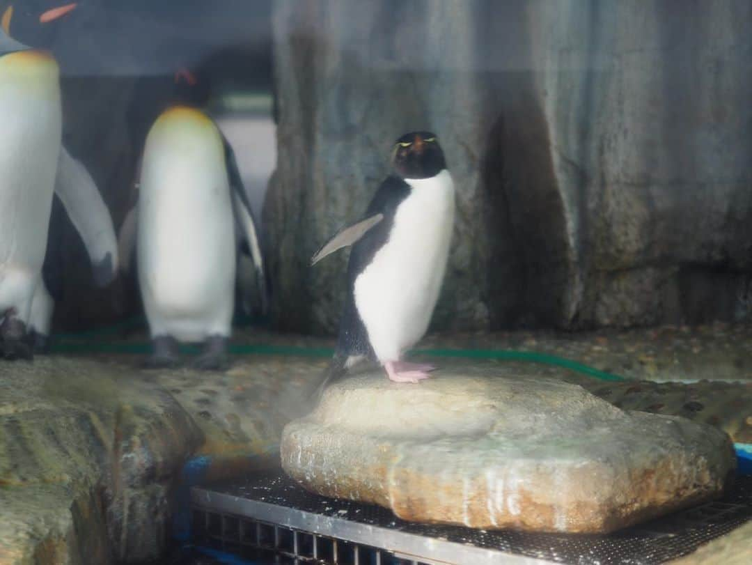 今井安紀さんのインスタグラム写真 - (今井安紀Instagram)「Last week I went to Sendai. First, I went to visit my grand parents’ grave. Then I went to Sendai Umino-Mori Aquarium. In the water tank that was reproduced the environment of Great Barrier Reef was gorgeous. There were some Paracanthurus. (No.1-2) I watched the dolphin show. (No.3) There were some squirrels. So cute!! (No.4) This aquarium has a Narrow-ridged finless porpoise. It was protected in Sendai Bay. It was so charming. (No.5) There were lots of penguins. they were Humboldt penguins. (No.6) Posing Southern rockhopper penguin. (No7) Nemo~~~~~~~♡ (No.8) Yellow stingray was like smiling.(No.9) A fluffy cushion??? NO!!! It is Cape Clawless Otter!! (No.10)  先週仙台にお墓参り兼ねて行ってきました。 お墓参りが終わって向かったのは仙台うみの杜水族館。 グレートバリアリーフを再現した水槽は熱帯魚がたくさんで華やか。ドリーことナンヨウハギも。(No.1-2) イルカショー。鳥が飛んだりもしてた。(No.3) リスもいた。可愛い。コロナがなければ触れ合えていたらしい。残念。(No.4) イルカの仲間であるスナメリ。仙台湾にも生息しているのだそう。この子は東松島沖で保護されたんだって。写真映えはしないが動いてる姿がめっちゃ可愛い。入ってすぐの大水槽にいる。(No.5) フンボルトペンギン。他にフェアリーペンギンとか、オウサマペンギンの雛とかいた。ガラス越しで反射で綺麗に撮れずだが、雛モッフモフだったぞ。(No.6) ポーズを決めるイワトビペンギン。他にもカメラに寄ってくる子が何羽か。(No.7) 定番のクマノミ。(No.8) 笑ってるみたいで可愛いアカエイ。スナメリと同じ水槽にいる。(No.9) 謎のモフモフは、やる気のないツメナシカワウソ。カワウソもいろんな種類がいるんだな。(No.10)  Camera : Olympus PEN E-PL9  #olympuspenepl9 #noedit #nofilter #photolover #latergram #trip #travel #sendai #aquarium #dolphins #squirrel #finlessporpoise  #オリンパスPEN #加工なし #撮って出し #写真好きな人と繋がりたい #時差スタグラム #旅 #旅行 #仙台 #うみの杜水族館 #仙台うみの杜水族館 #ナンヨウハギ #イルカショー #リス #スナメリ #ペンギン #カクレクマノミ #アカエイ #ツメナシカワウソ」11月2日 21時59分 - i_am_akinyan0826