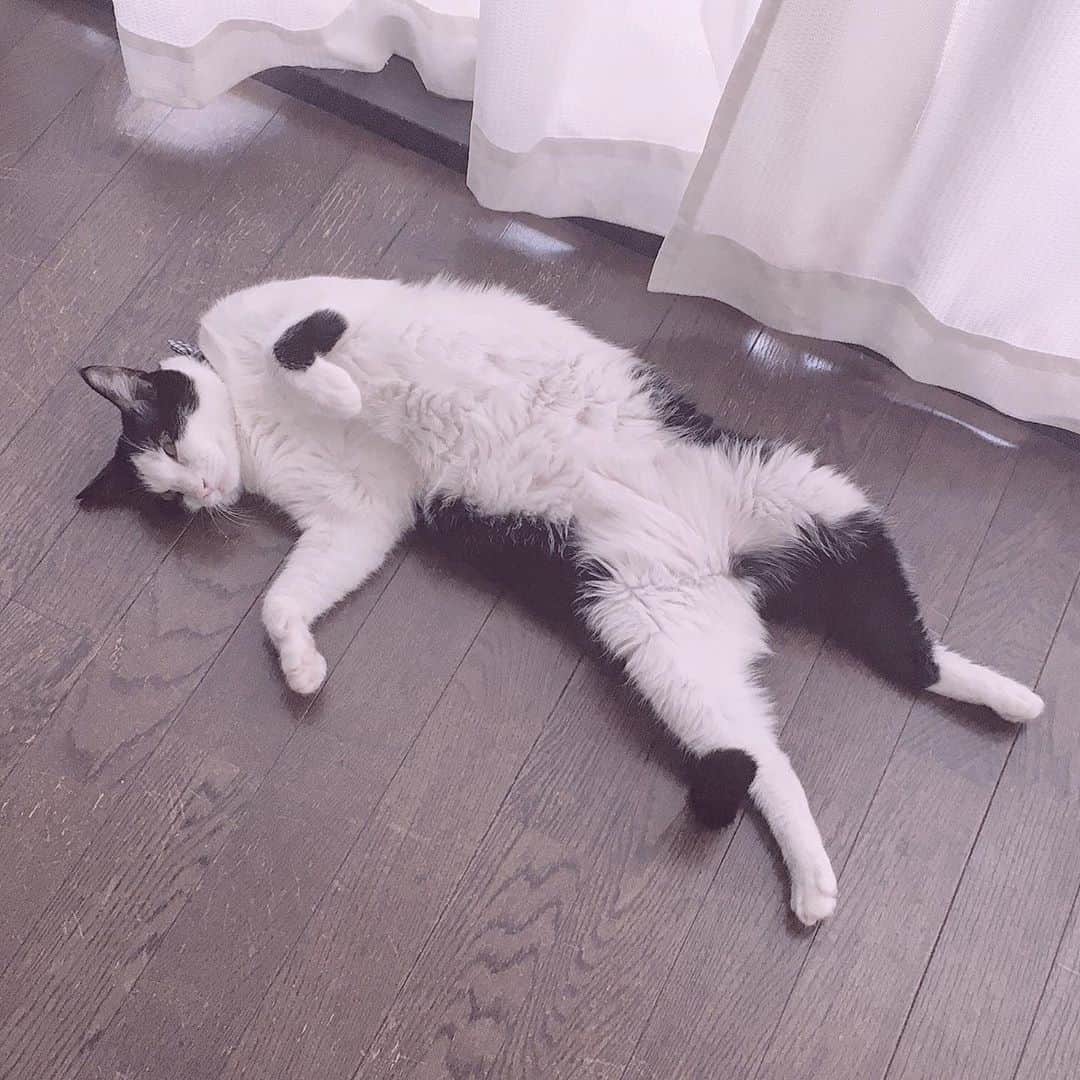 加藤咲希のインスタグラム：「名前呼んだらしっぽで返事するんです､､きゃわ､､､､(声の主は母です👩🏻) . . . . 11月なりましたね🍂 今年は秋が短いような❕ そんな気がしてます❕ 秋好きなのになぁ💭少し寂しいです( ´･ω･`) くーちゃん見て癒されます🐈 . . . . . . . . #加藤咲希 #かとぅ #かとっこ🐱🌸 #ねこすたぐらむ #ねこ #ネコ #ネコスタグラム #猫 #猫のいる暮らし」