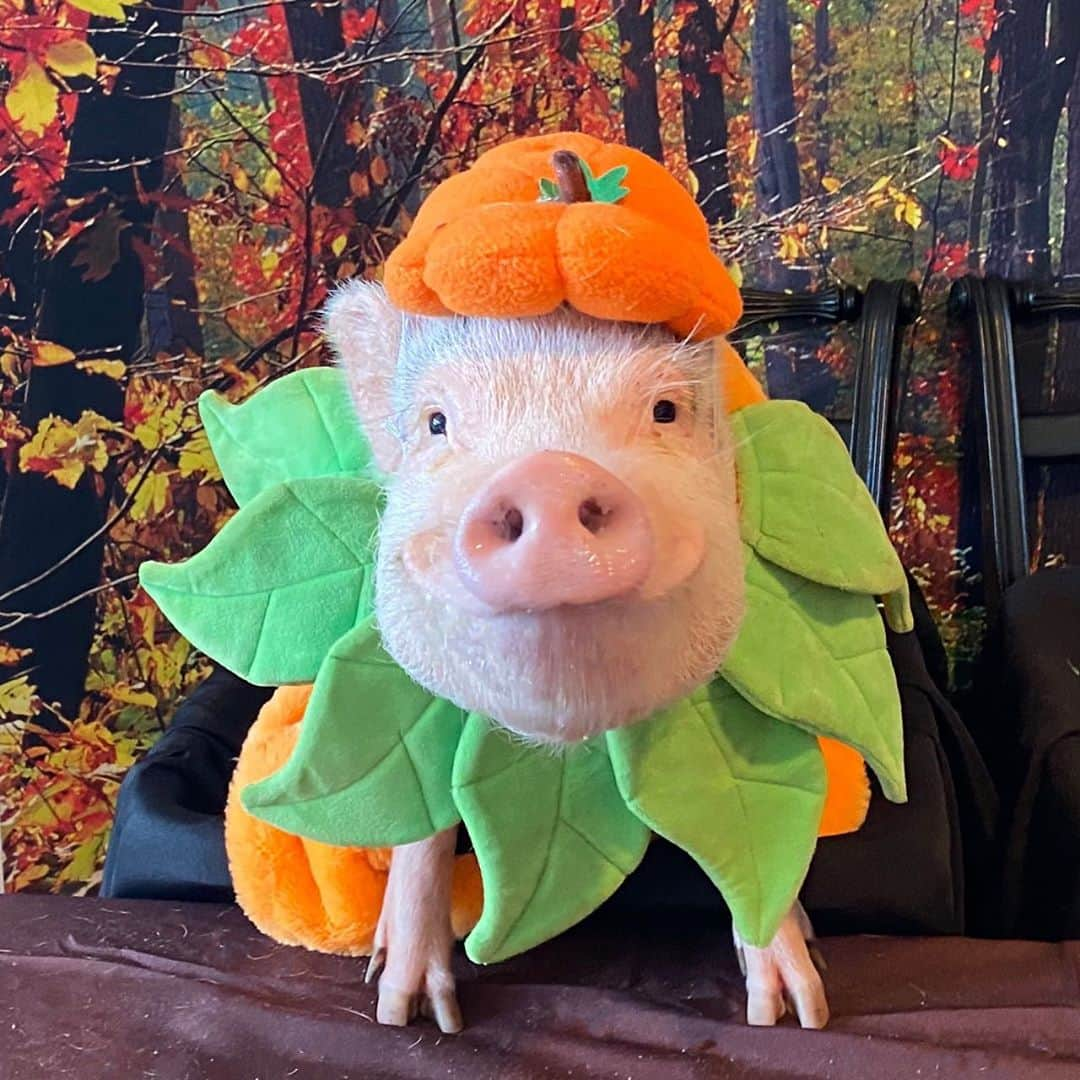 Priscilla and Poppletonさんのインスタグラム写真 - (Priscilla and PoppletonInstagram)「Pumpkin Spice Pennington! That was Penn’s face when Pop reminded him that November means pumpkin pie!💚We wanted to let those of you who have asked that there will be a 2021 calendar available this year. We are hoping to have that up by the end of the week. Have a great Monday!🐷🎃#PiggyPenn #pumpkinspice #PrissyandPop」11月2日 22時09分 - prissy_pig