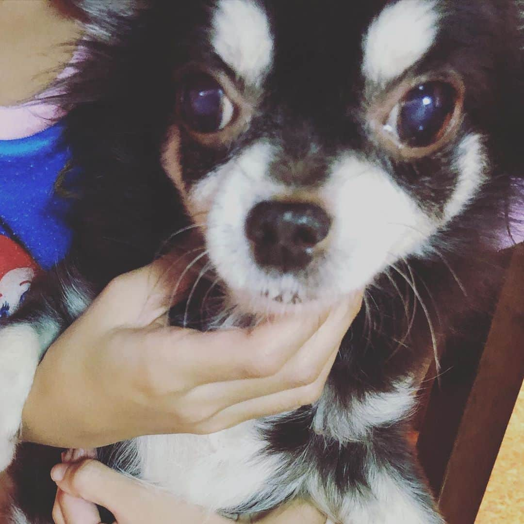 SHEILAさんのインスタグラム写真 - (SHEILAInstagram)「久しぶり❤️  #ヴル #♂ #chihuahua  #チワワ #チョコたん #11歳 #甘えん坊 #癒やし犬 #脾臓摘出手術  #お腹 #傷 #だらけ #可哀想 #甘えん坊 #LOVE #みたいに #長生き #して #欲しい #家族 #みんな #大好き」11月2日 22時40分 - sheichan16