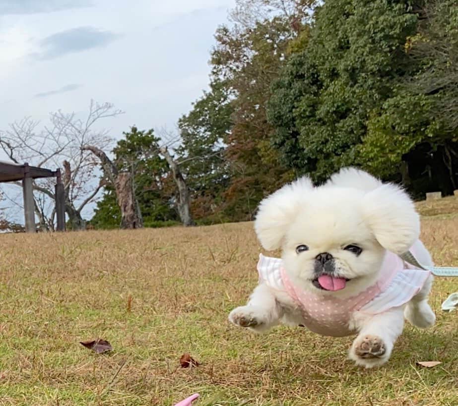 こなつのインスタグラム：「明日は晴れますように🐶☀🌳🚗️🌈🍄🌼🍠💕」