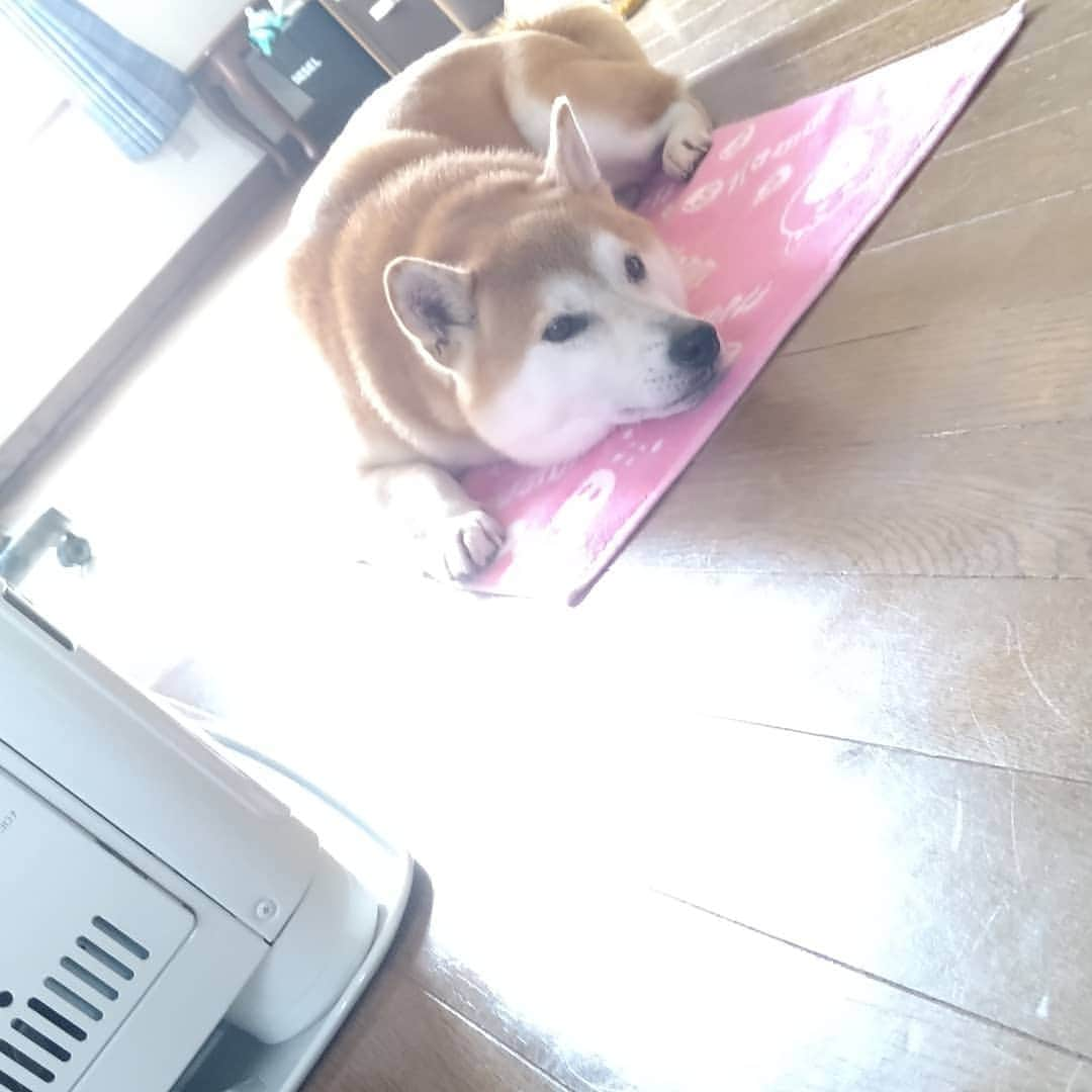 柴犬⭐️サスケのインスタグラム