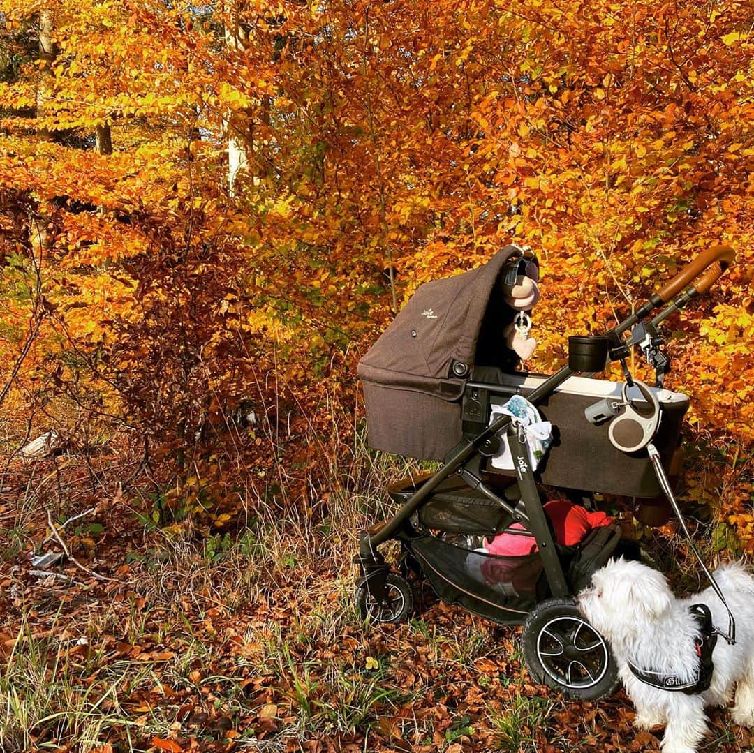 ミリアム・ツィーグラーさんのインスタグラム写真 - (ミリアム・ツィーグラーInstagram)「Herbstspatziergang bei 18Grad mit Mausi #herbst #spaziergang #hundeliebe #malteser #joiebaby #joiemytrax #joiesignature #likeforlikes #like4likes #lowa #daddysgirl #daddyslittlegirl #daddytime #zaubermaus #prinzzickchen #princess #zlinecreative #2kdrei10 #720dgree #windrad #sonne #laubfärbung #fall #fallcolors」11月3日 8時24分 - z_l1n3_c