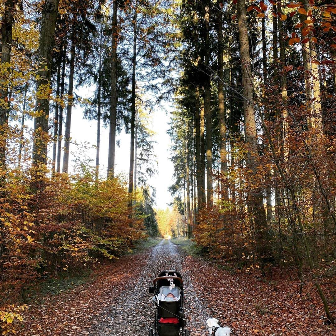 ミリアム・ツィーグラーさんのインスタグラム写真 - (ミリアム・ツィーグラーInstagram)「Herbstspatziergang bei 18Grad mit Mausi #herbst #spaziergang #hundeliebe #malteser #joiebaby #joiemytrax #joiesignature #likeforlikes #like4likes #lowa #daddysgirl #daddyslittlegirl #daddytime #zaubermaus #prinzzickchen #princess #zlinecreative #2kdrei10 #720dgree #windrad #sonne #laubfärbung #fall #fallcolors」11月3日 8時24分 - z_l1n3_c