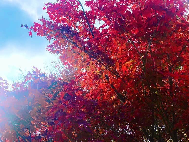あゆむさんのインスタグラム写真 - (あゆむInstagram)「自然のパワーってすごいよなあああ🍁🗻 秋満喫してきた🐾  #紅葉見に行こうよう  #japaneseautumn  #河口湖」11月3日 8時37分 - aym_lml