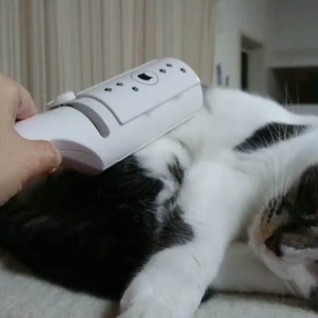 猫壱（ねこいち•ネコイチ）のインスタグラム