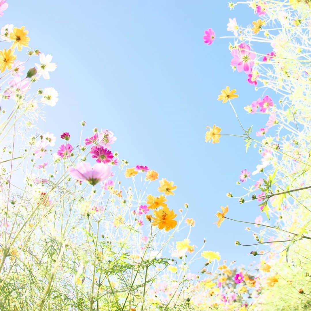 kiccyomuのインスタグラム：「☀️ 2020.11.03 Tue 🇯🇵 #あけぼの山農業公園 #コスモス 🌸 ちょっとこれは花数が少な目だった😅 次回は、も少し頑張って 華やかなコスモス🌸を 撮りたいです😊 #心に花を  天気が良くなりそうで 小さな秋🍁写真を撮りたいけど… 今日は東に向かってあ🚄 今日も元気に🤗  location #千葉 📷撮影 2020年10月25日」
