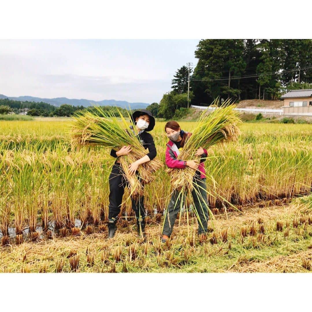佐々木瞳さんのインスタグラム写真 - (佐々木瞳Instagram)「【富岡でお米の収穫🌾来年の萌へ🍶とみおかアンバサダー】 ・ 10月初め、とみおかアンバサダーの活動で、福島県富岡町へ。 来年の日本酒・萌 @kizashi_tomioka  になるお米の収穫作業のお手伝いをしてきたよ🌾✨ ・ 黄金色の田んぼたち、草木と土の香り、どこまでも続く広い空、、癒された〜😭😂😆✨ 自粛モードが続いていた分なおさら感じたよ😂 ・ 草刈り機と薪割りにも挑戦‼️どちらも見事なへっぴり腰🤣🤣🤣 ・ お昼は畑でとれた里芋で芋煮🤤自然の恵で心も体も大満足の1日でした✨ ・ 来年の萌もお楽しみに💕 #福島県富岡町　#とみおかアンバサダー　#日本酒萌　#萌　#日本酒女子　#日本酒好き #発酵大好き　#発酵生活　#東北地酒　#福島地酒　#いんしゅたぐらむ #日本酒大好き」11月3日 9時07分 - hitomihappygirl1026
