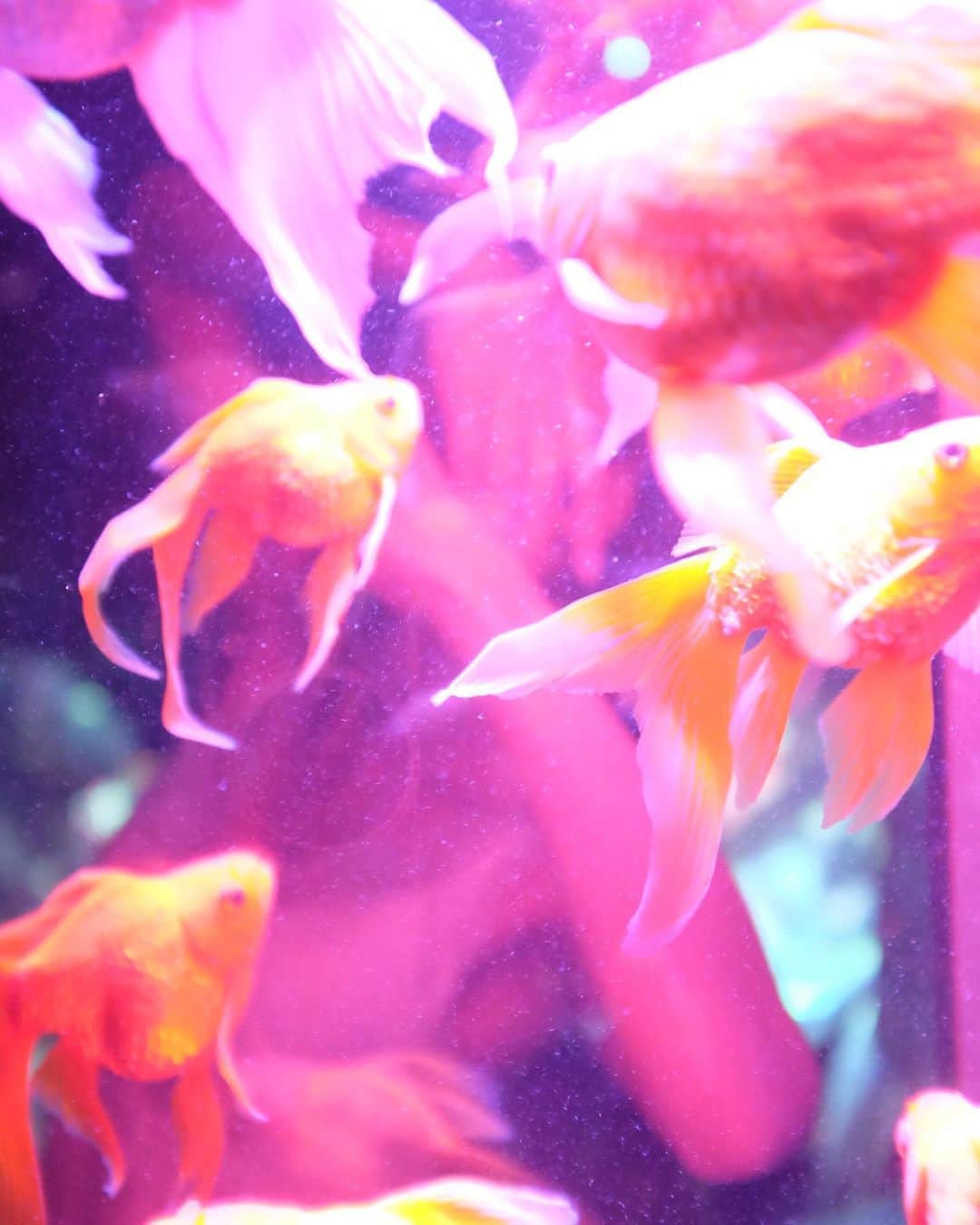 池田美佳さんのインスタグラム写真 - (池田美佳Instagram)「gold fish.  photo @takeatsu_photo  #photo #photograph #art #creative #goldfish #artaquarium #tokyo #japan」11月3日 9時39分 - mikaring72