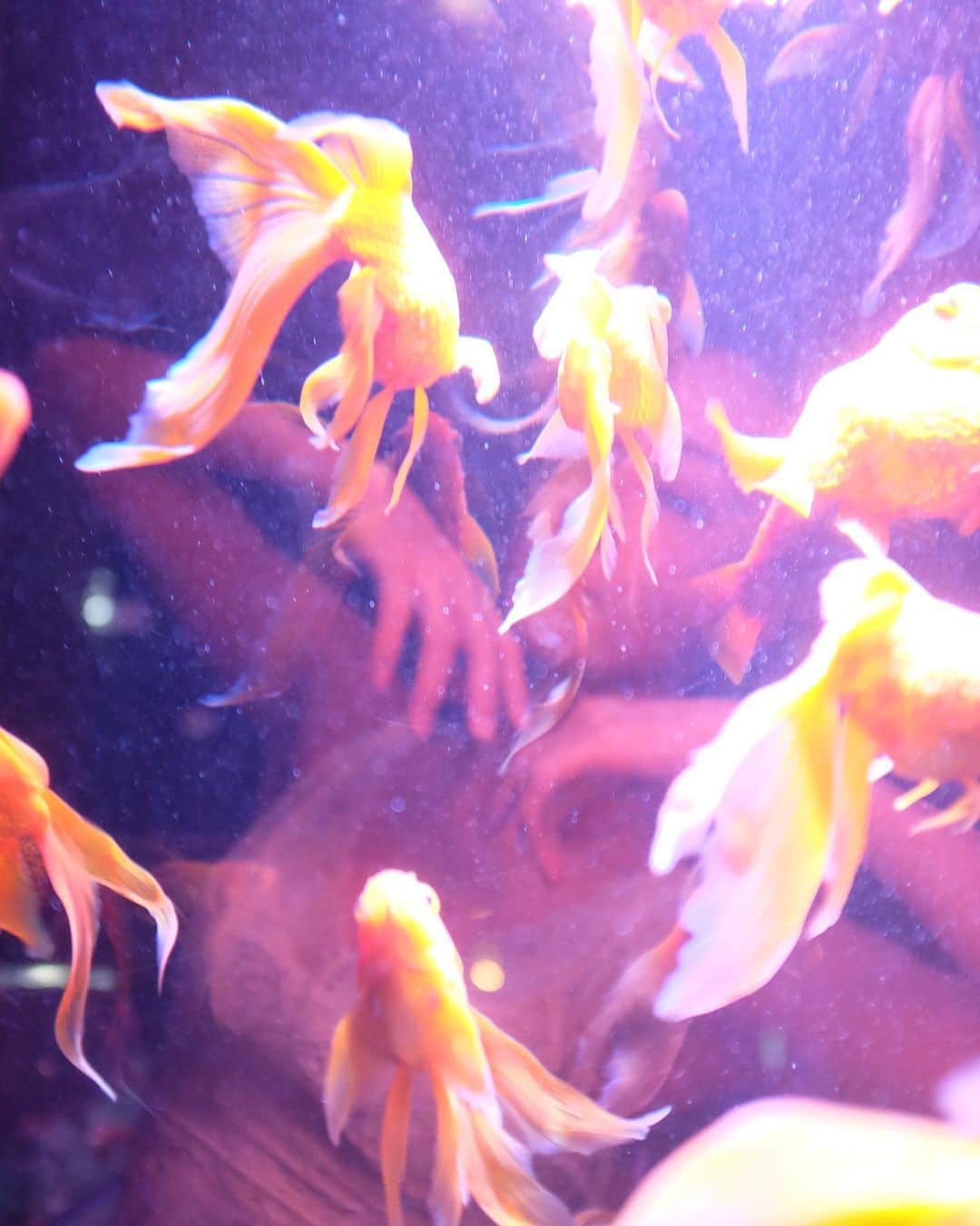 池田美佳さんのインスタグラム写真 - (池田美佳Instagram)「gold fish.  photo @takeatsu_photo  #photo #photograph #art #creative #goldfish #artaquarium #tokyo #japan」11月3日 9時39分 - mikaring72