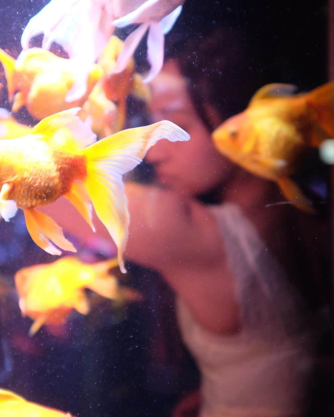 池田美佳さんのインスタグラム写真 - (池田美佳Instagram)「gold fish.  photo @takeatsu_photo  #photo #photograph #art #creative #goldfish #artaquarium #tokyo #japan」11月3日 9時39分 - mikaring72