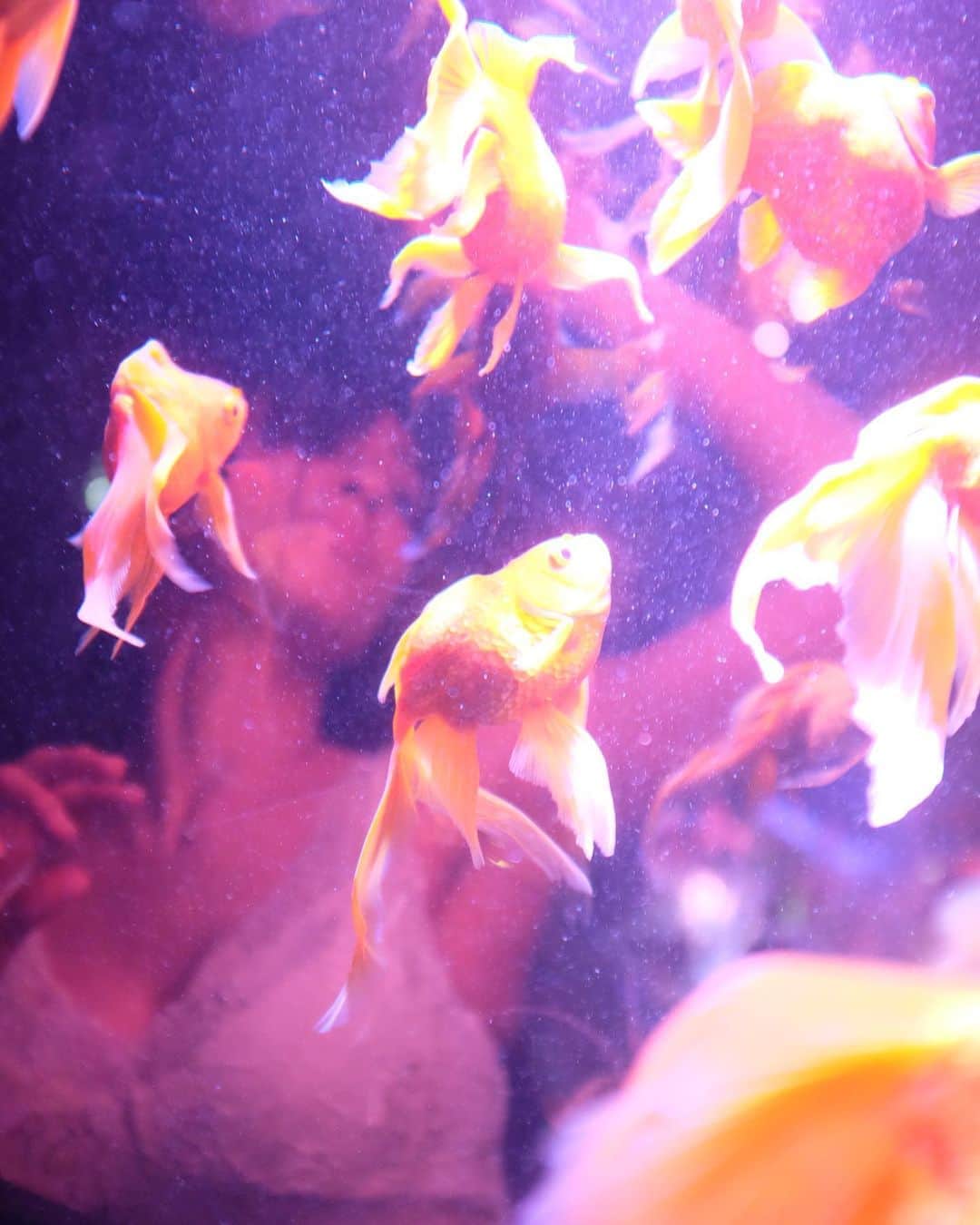 池田美佳のインスタグラム：「gold fish.  photo @takeatsu_photo  #photo #photograph #art #creative #goldfish #artaquarium #tokyo #japan」