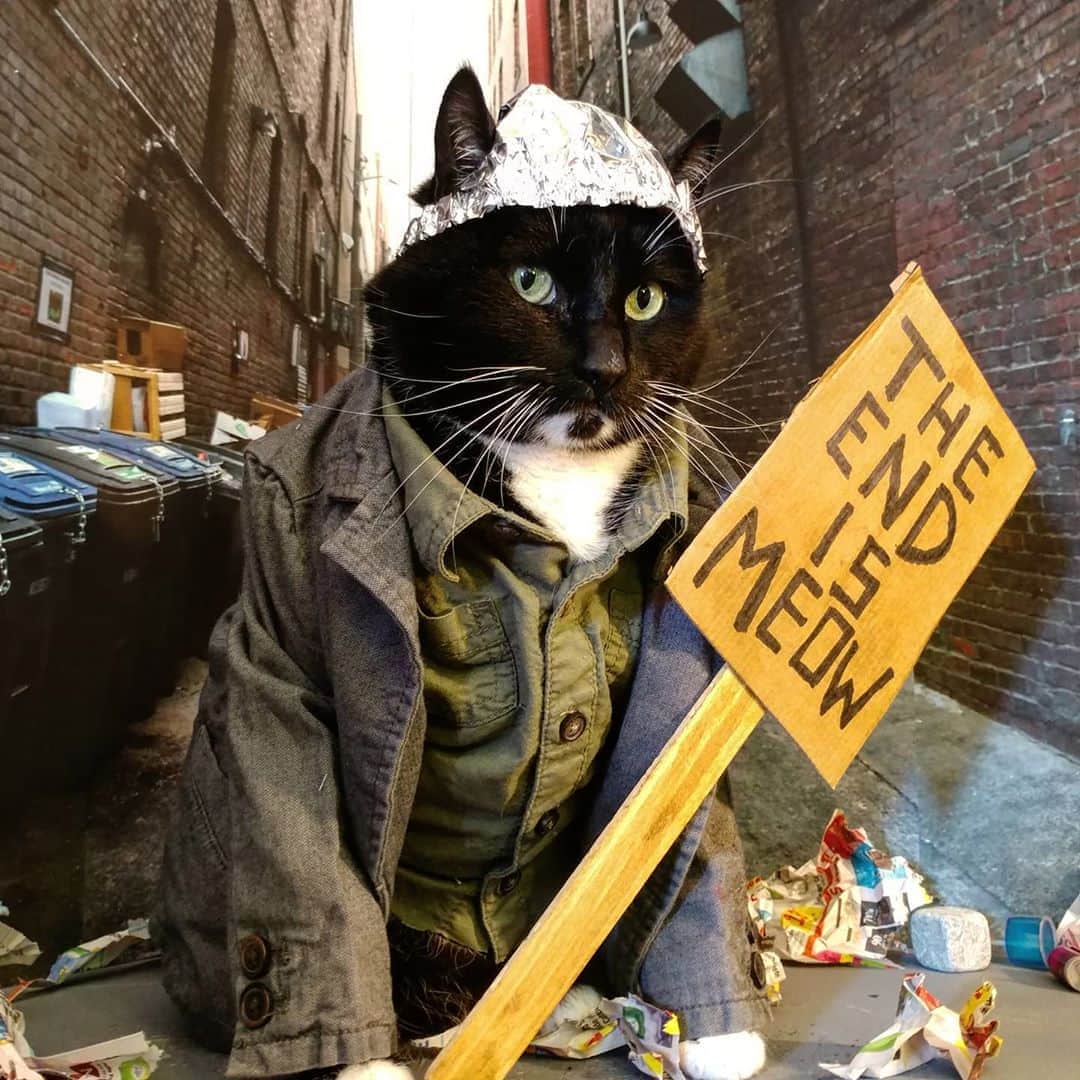 猫コスプレさんのインスタグラム写真 - (猫コスプレInstagram)「You got this Monday!  Don't be like Doomsayer Cat.」11月3日 0時43分 - cat_cosplay