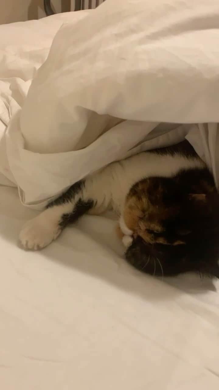 のインスタグラム：「A whole queen sized bed for Queen P. Sound up for little snores 😴 #pudgesnorezzz #pudgethecat」