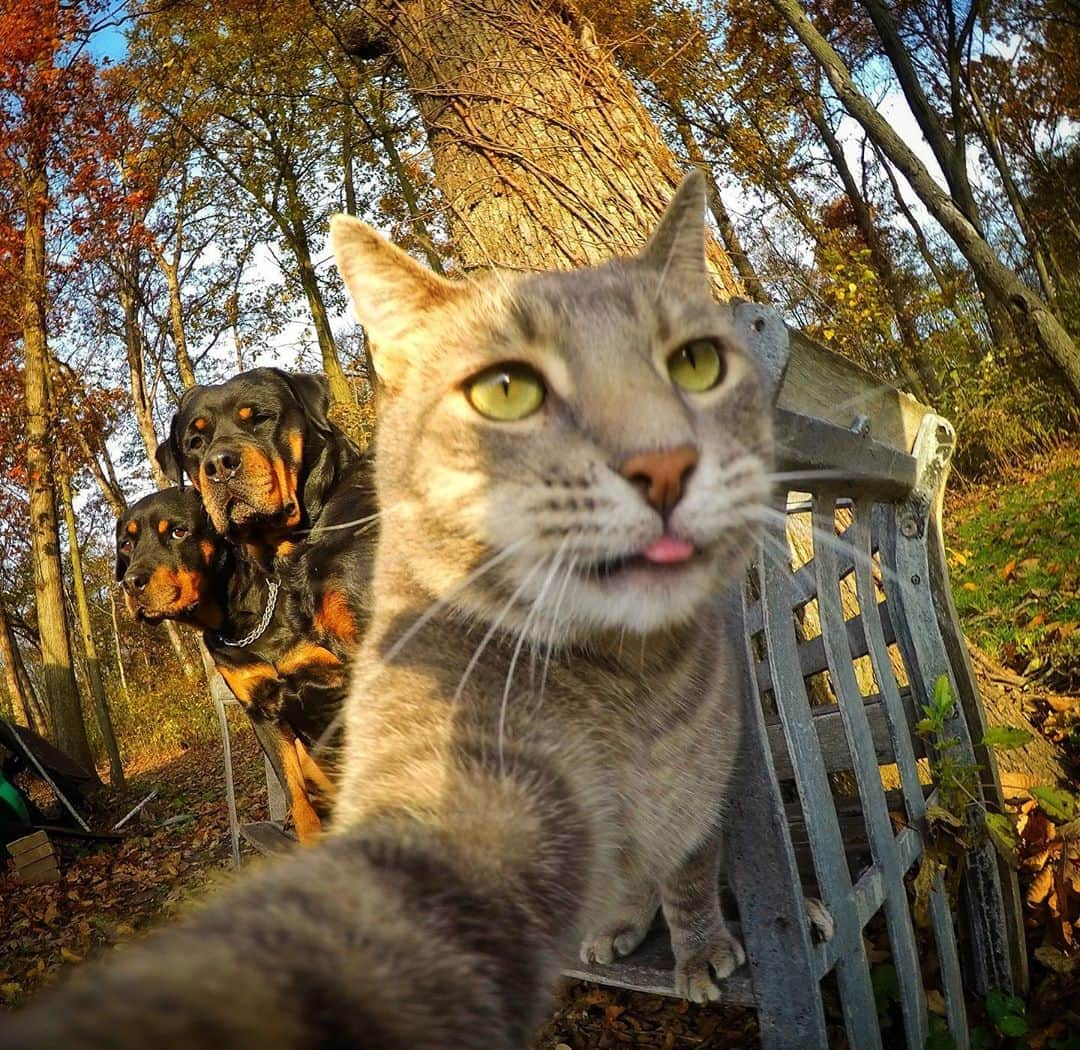 マニーのインスタグラム：「”Throw me to the wolves and I will return leading the pack” 😼 #selfiecat #GoPro」