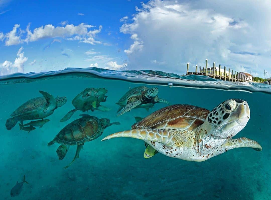 Thomas Peschakのインスタグラム：「At Little Farmers Cay in the Bahamas green sea turtles have learned to associate the sound of conch shells being cracked by fishermen with the chance of a free meal. The prized meat of the conch (a large shellfish) is exported to the USA and beyond, while the guts and discards are eagerly eaten by the attending turtles. The parents and grandparents of these fishermen regularly caught and ate sea turtles, but today’s generation has entered into a different relationship with these marine reptiles. Instead of ending up on the dinner table, these turtles now play a important part in a fledgling community tourism project. With local conch and other fish stocks in decline, tourism is becoming more important to the survival of outer island communities. Shot on assignment for @natgeo in partnership with @fonassociation for my @natgeo magazine feature  on sea turtle conservation. The story text was penned by one of my favorite writers @craigwelch. Check out his book Shell Games. #seaturtles #turtles #oceans #underwater #greenturtle #islands」