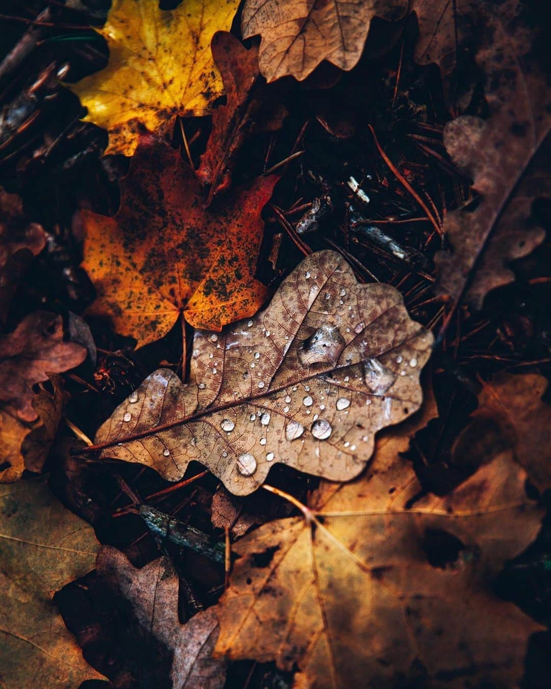 のインスタグラム：「If you’ve been following my stories today you can’t have missed the fact that I got a new camera, a canon 5d mark IV and that I’m doing test shoots to compare it with my 5d mark II. My initial reaction was that I need to send it back because I’m dramatic like that but I’m prepared to give it another chance 😏😂 Would love to hear from those of you who have upgraded from mark II to mark IV. Do you love it now? And for video (which is the biggest reason why I got it so I’ll be testing that next)? Photo taken with my beloved mark II 🍁」