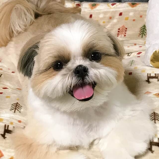 りんくのインスタグラム