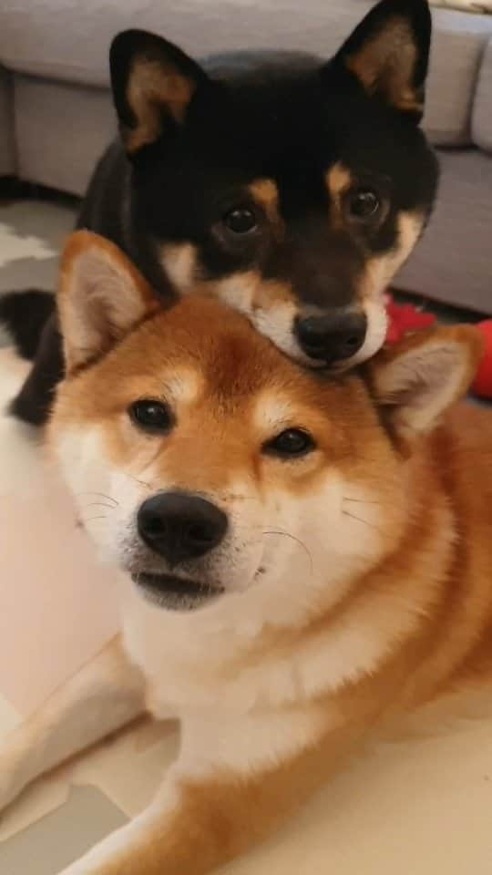 ?Fricko the Shiba Inu?のインスタグラム：「Strong brotherly love 😘(Casted with two impatient paid actors 😂😂) #FrickoandKeaton #🐕 #shiba #shibainu #dog #柴犬 #赤柴 #黒柴  #adorable #shibalove #shibaholics  #dogoftheday  #weeklyfluff #aww #dogstagram #puppiesofinstagram #shibapuppy #shibastagram」