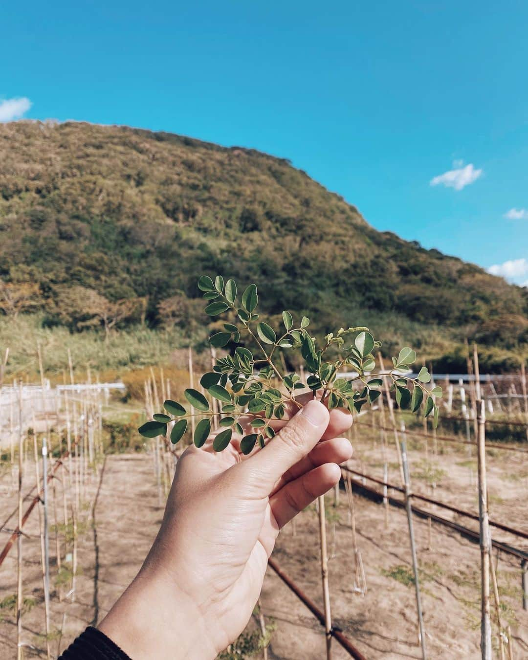 三浦大地さんのインスタグラム写真 - (三浦大地Instagram)「佐賀の高島は島が有機栽培のハーブ畑だらけ。  気候も気持ちが良く、会うのが二度目の島の方々も和やかで本当に好き。  植物達もイキイキしてる。  ここで頂いたフレッシュホーリーバジルのお茶は素晴らしい香りが溢れてくる。  人の様子で育つ植物も変化するのは、もはや当たり前ですな。  #佐賀 #高島」11月3日 1時40分 - daichi_1127