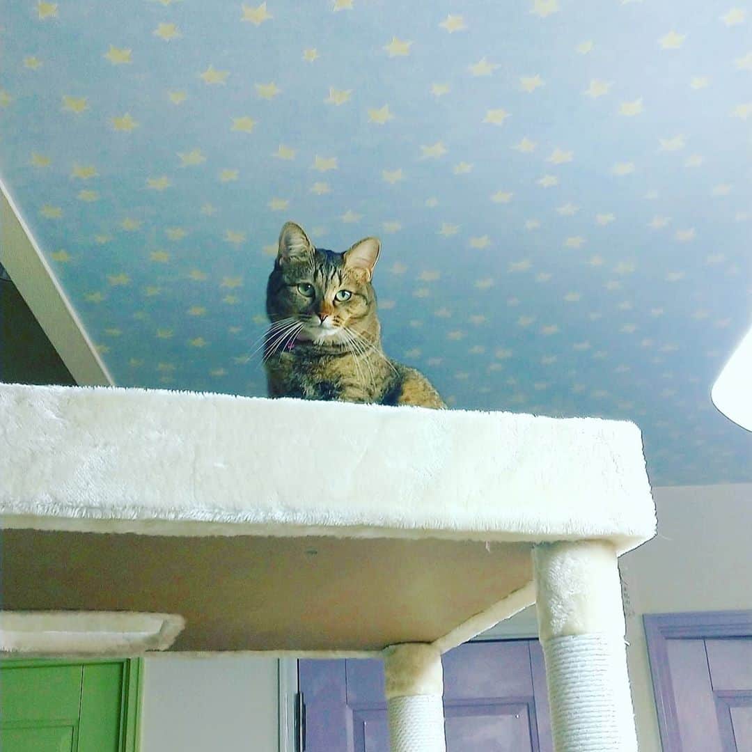 高口里純のインスタグラム：「タワーのてっぺんでご満悦なカムさん😺  #猫#きじとら猫 #ねこすたぐらむ #にゃんすたぐらむ #キャットタワー  #cat#catstagram #pet#petstagram」