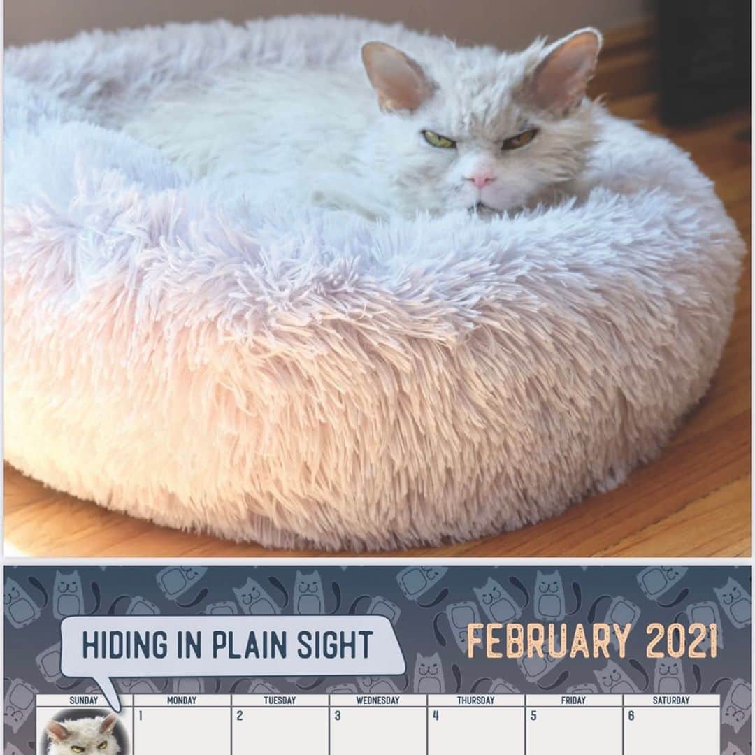 アルベルトさんのインスタグラム写真 - (アルベルトInstagram)「Next year has to be better, right? I’m reminding you I have an awesome 2021 calendar available in both home & office editions. Link in my bio. Meow, Thank you !! #pompousalbert」11月3日 1時54分 - pompous.albert
