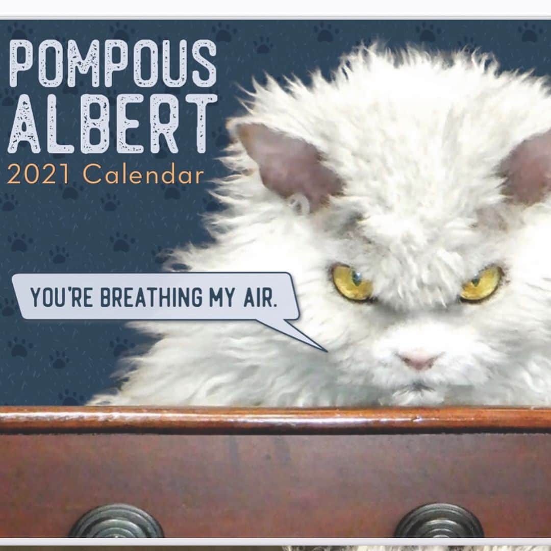 アルベルトさんのインスタグラム写真 - (アルベルトInstagram)「Next year has to be better, right? I’m reminding you I have an awesome 2021 calendar available in both home & office editions. Link in my bio. Meow, Thank you !! #pompousalbert」11月3日 1時54分 - pompous.albert
