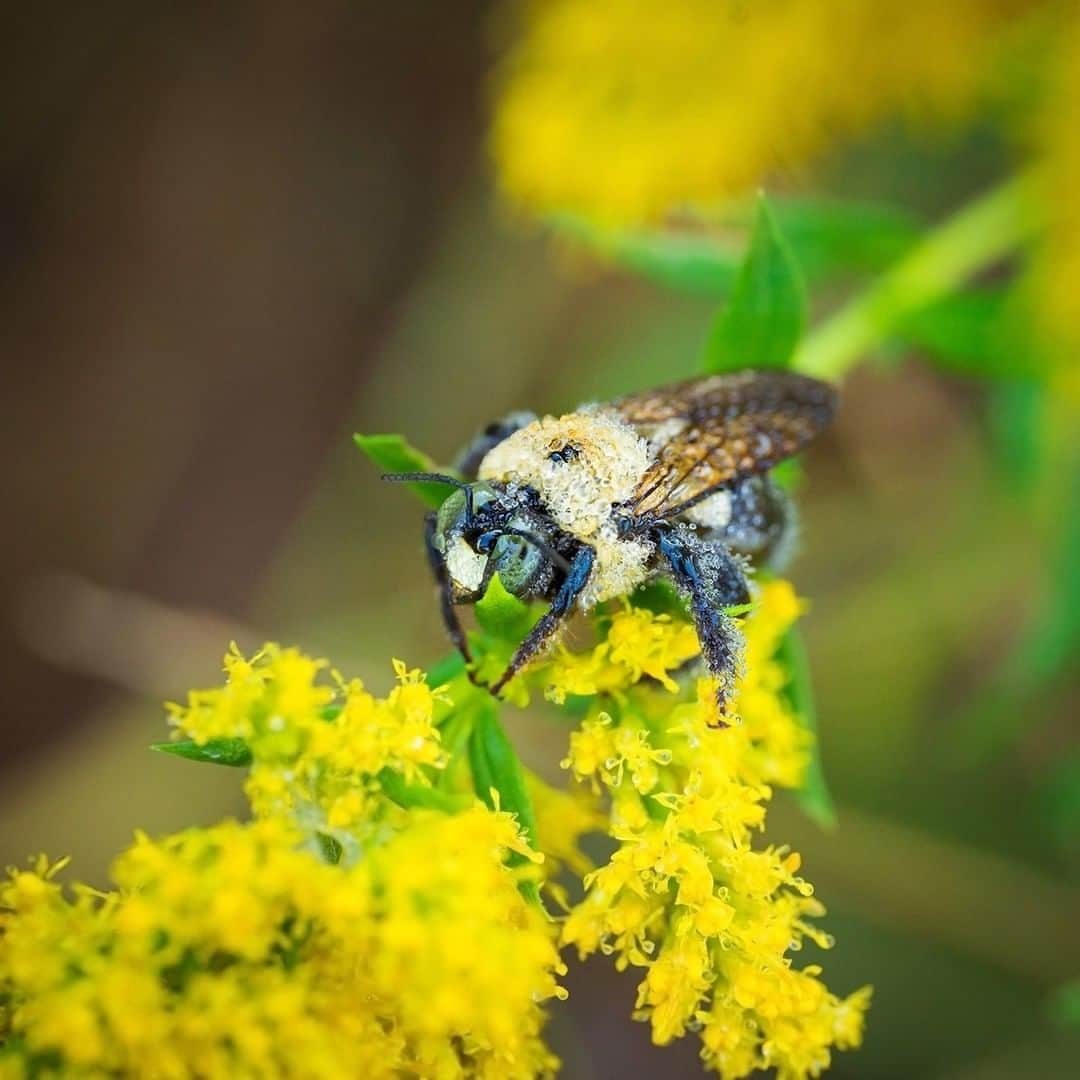 Sigma Corp Of America（シグマ）さんのインスタグラム写真 - (Sigma Corp Of America（シグマ）Instagram)「Photographer Heather Larkin (@fairyography) is used to capturing magical scenes with little princesses, unicorns and glitter, but with a macro lens in her hands, she is just as talented finding the magic that sits right under our noses!  Heather recently took a trip to a small farm with the new SIGMA 105mm F2.8 DG DN Macro  Art lens by her side, and found a wide variety of intricate, tiny subjects that we would normally overlook.  Visit the SIGMA Blog (link in bio) or go to the URL below to learn more!  bit.ly/sigma-105mm-farm  #sigmaphoto #SIGMA #sigma105mmmacro #sigma105mmdgdnmacroart #macrophotography #macro #closeupphotography #closeup #farm #flowers #spiders #dewdrops #bumblebee」11月3日 2時15分 - sigmaphoto