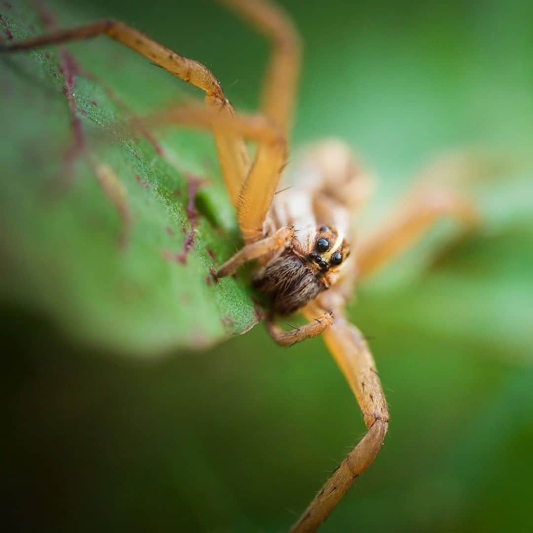 Sigma Corp Of America（シグマ）さんのインスタグラム写真 - (Sigma Corp Of America（シグマ）Instagram)「Photographer Heather Larkin (@fairyography) is used to capturing magical scenes with little princesses, unicorns and glitter, but with a macro lens in her hands, she is just as talented finding the magic that sits right under our noses!  Heather recently took a trip to a small farm with the new SIGMA 105mm F2.8 DG DN Macro  Art lens by her side, and found a wide variety of intricate, tiny subjects that we would normally overlook.  Visit the SIGMA Blog (link in bio) or go to the URL below to learn more!  bit.ly/sigma-105mm-farm  #sigmaphoto #SIGMA #sigma105mmmacro #sigma105mmdgdnmacroart #macrophotography #macro #closeupphotography #closeup #farm #flowers #spiders #dewdrops #bumblebee」11月3日 2時15分 - sigmaphoto