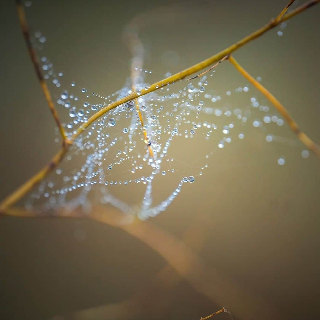 Sigma Corp Of America（シグマ）さんのインスタグラム写真 - (Sigma Corp Of America（シグマ）Instagram)「Photographer Heather Larkin (@fairyography) is used to capturing magical scenes with little princesses, unicorns and glitter, but with a macro lens in her hands, she is just as talented finding the magic that sits right under our noses!  Heather recently took a trip to a small farm with the new SIGMA 105mm F2.8 DG DN Macro  Art lens by her side, and found a wide variety of intricate, tiny subjects that we would normally overlook.  Visit the SIGMA Blog (link in bio) or go to the URL below to learn more!  bit.ly/sigma-105mm-farm  #sigmaphoto #SIGMA #sigma105mmmacro #sigma105mmdgdnmacroart #macrophotography #macro #closeupphotography #closeup #farm #flowers #spiders #dewdrops #bumblebee」11月3日 2時15分 - sigmaphoto