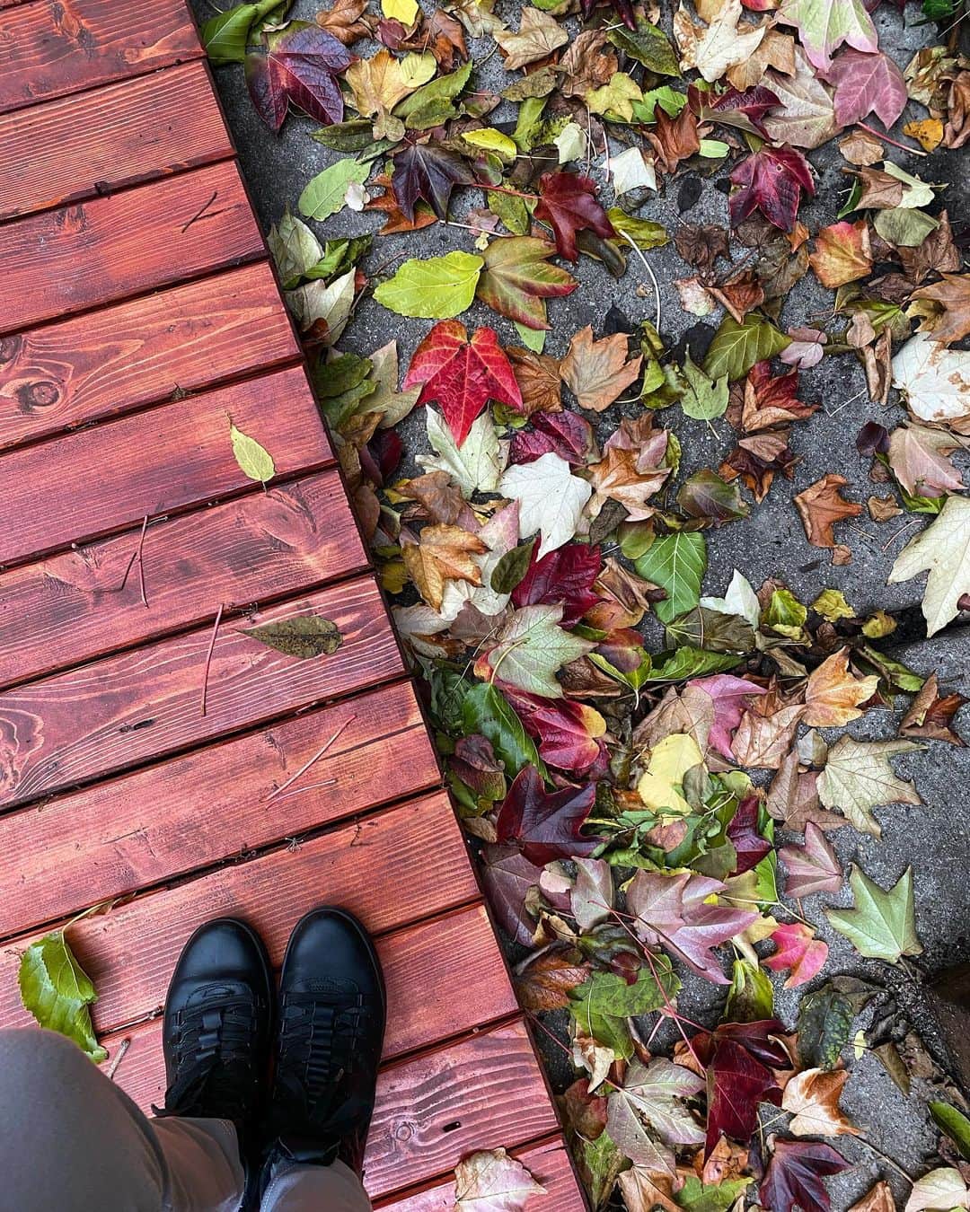 アンドレア・オズヴァルトさんのインスタグラム写真 - (アンドレア・オズヴァルトInstagram)「#ősz #fall #autumn #autunno🍁 💛」11月3日 2時35分 - andreaosvart