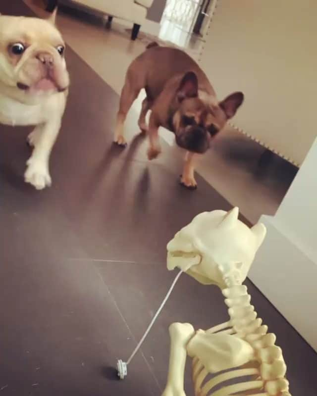 French Bulldogのインスタグラム