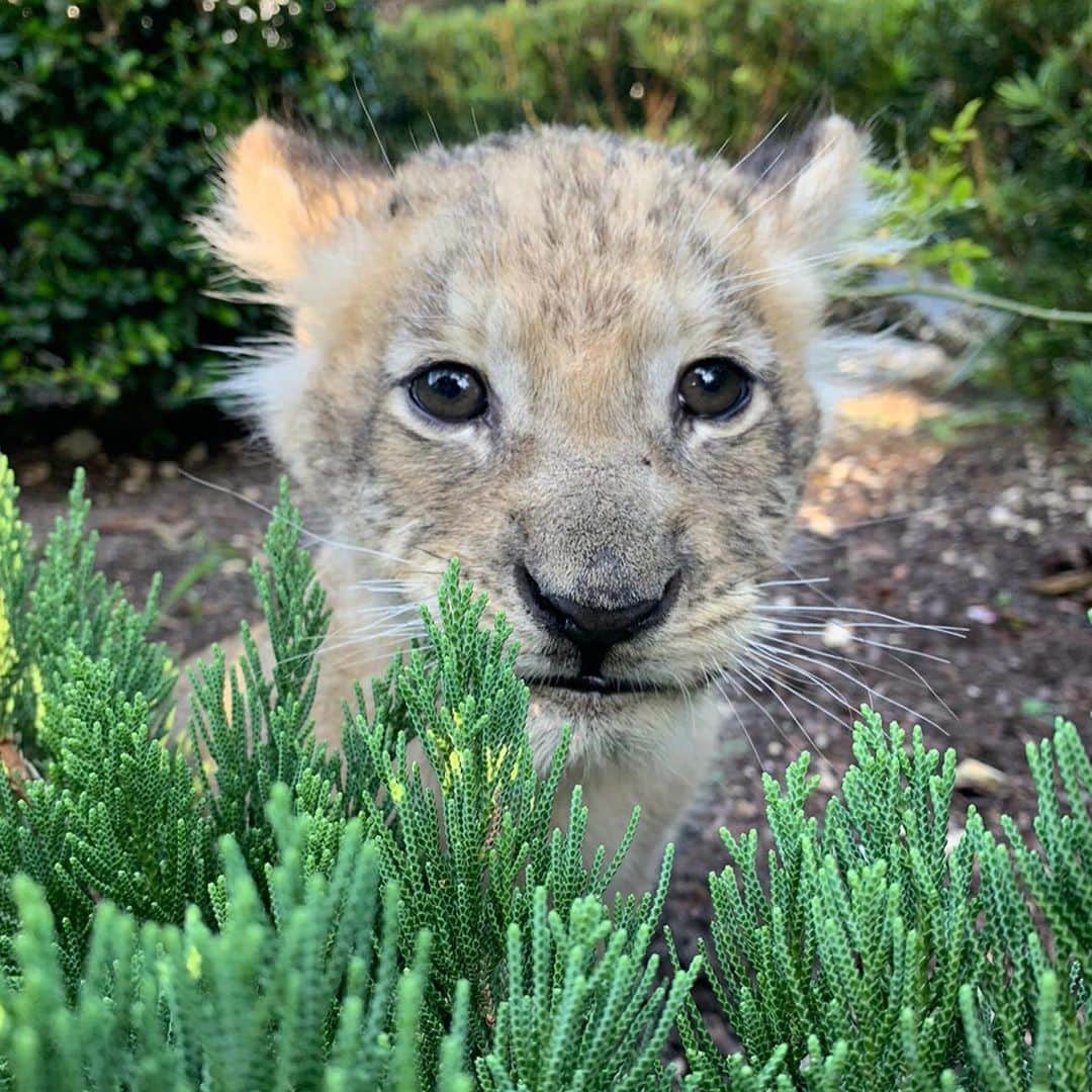 Zoological Wildlife Foundationさんのインスタグラム写真 - (Zoological Wildlife FoundationInstagram)「We would like to introduce our newest member of the family, Zuri!! Unfortunately, Zuri had to be removed from the enclosure with her parents due to them no longer providing adequate care for her. This led to her immune system being a bit compromised, opening her up to being unable to fight of a simple fungal infection that would be no problem for a healthier lion. Lucky for her, we stepped in and are providing medical treatment and round the clock care!!🐾💚 #zuri #babylion #welcometothefamily」11月3日 2時48分 - zwfmiami