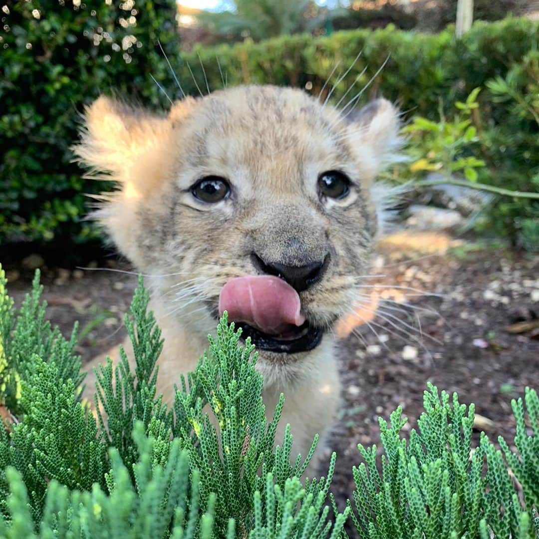 Zoological Wildlife Foundationのインスタグラム