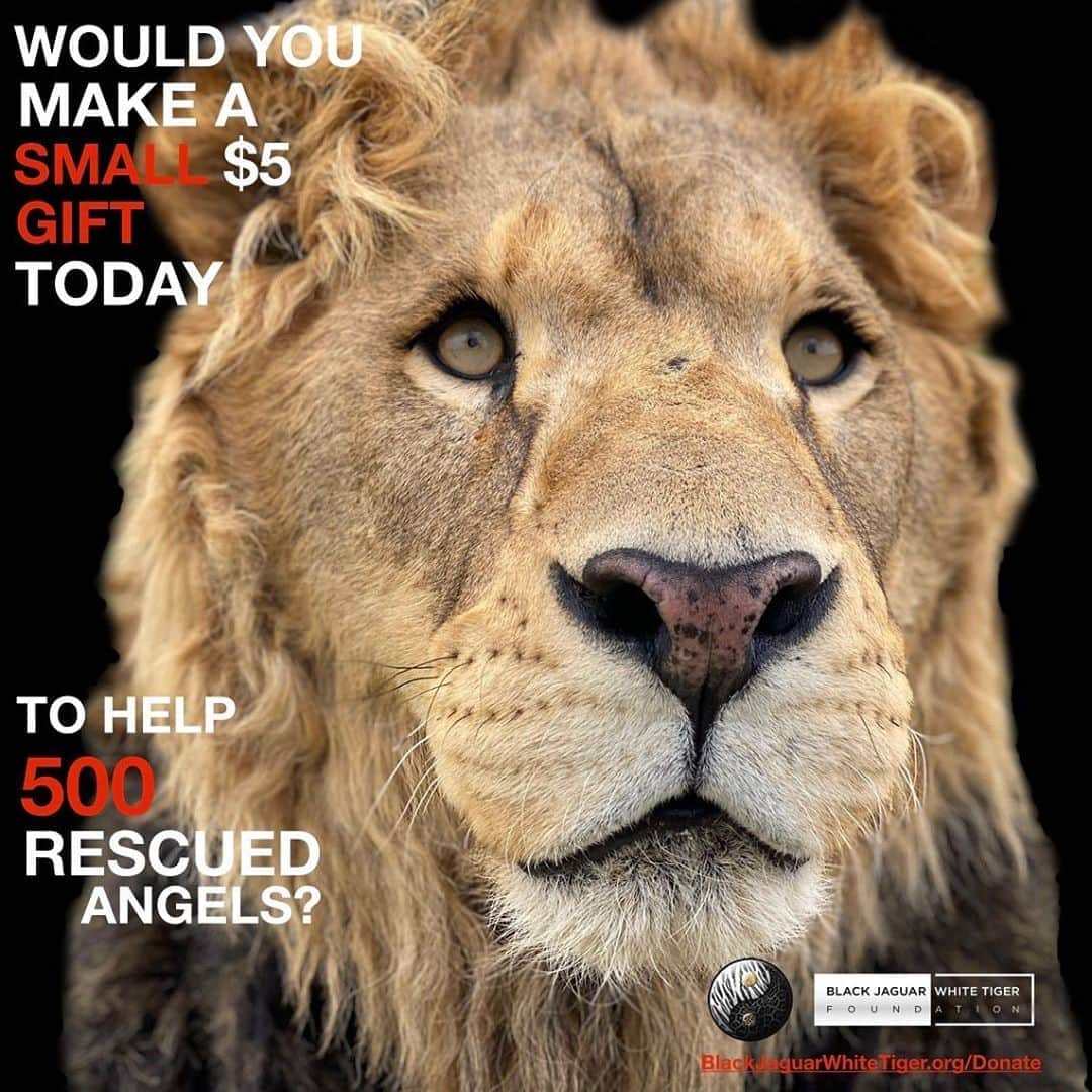 Black Jaguar-White Tiger さんのインスタグラム写真 - (Black Jaguar-White Tiger Instagram)「Your donation saves lives. Active link to donate on our bio or at www.BlackJaguarWhiteTiger.org/Donate」11月3日 3時26分 - blackjaguarwhitetiger